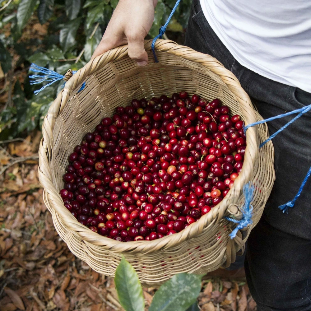 obróbka washed Honduras